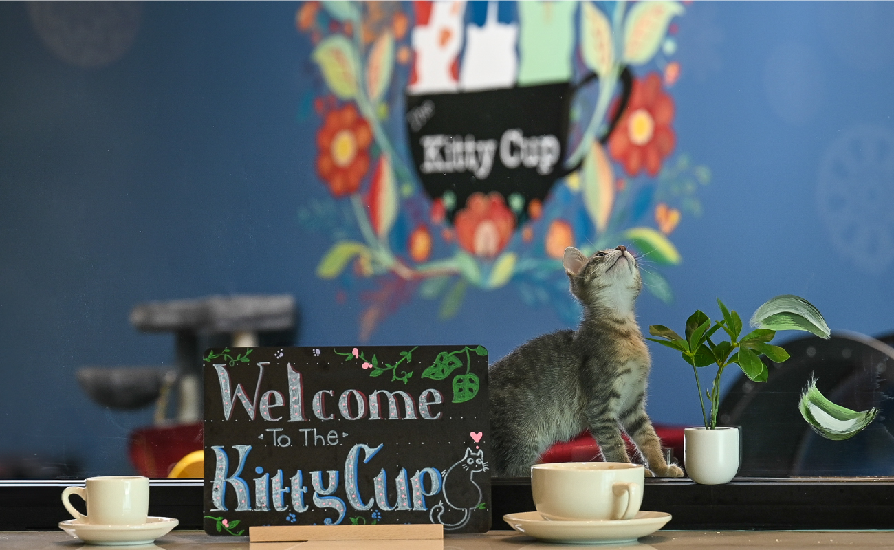 Welcome to The Kitty Cup - Cat in front of painted sign by cup of coffee